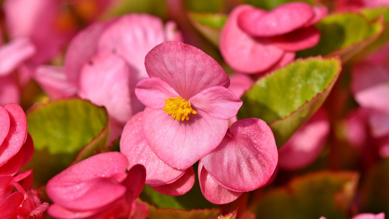 Apa itu Bunga Begonia? Jenis, Ciri-ciri dan Cara Merawatnya